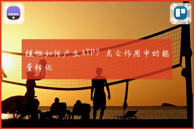 植物如何产生ATP？光合作用中的能量转化